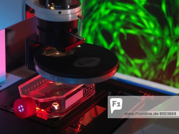 Invertiertes Mikroskop zur Betrachtung von Stammzellen in einem Kolben mit Anzeige einer fluoreszenzmarkierten Zelle