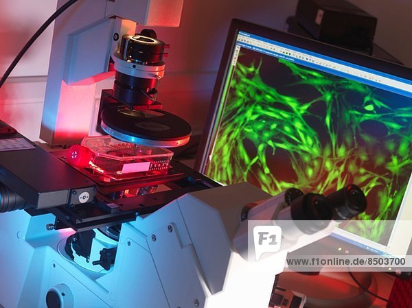 Invertiertes Mikroskop zur Betrachtung von Stammzellen in einem Kolben mit Anzeige einer fluoreszenzmarkierten Zelle