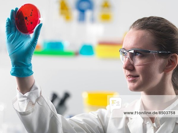 Wissenschaftler betrachtet Zellkulturen  die in Petrischalen im Labor wachsen