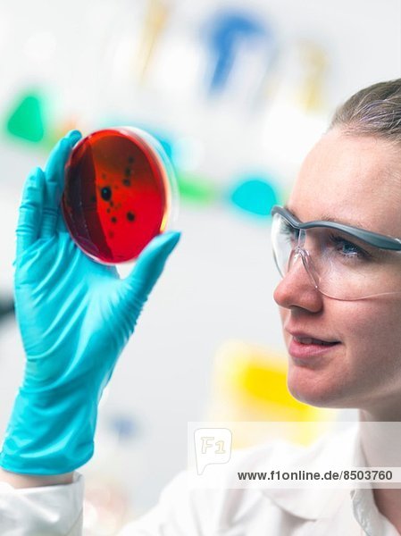Wissenschaftler betrachtet Zellkulturen  die in Petrischalen im Labor wachsen