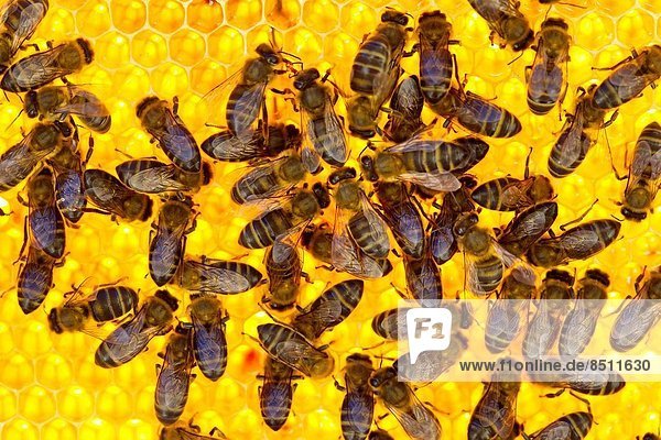 Detail  Details  Ausschnitt  Ausschnitte  Gegenlicht  Bienenstock  Andalusien  Biene  Malaga  Spanien