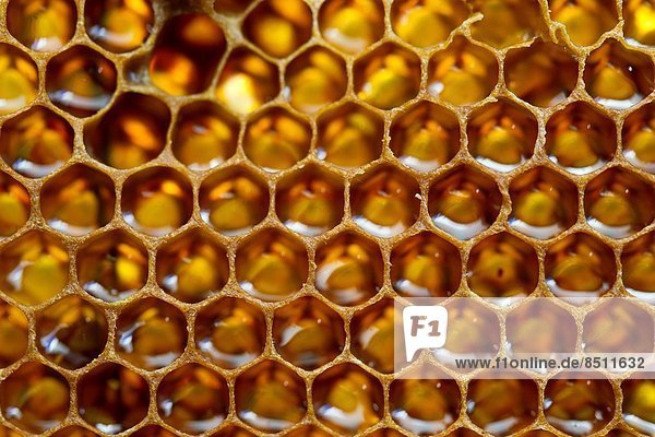Honeycomb filled with honey. Colmenar  Axarquia  Malaga  Andalucia  Spain.