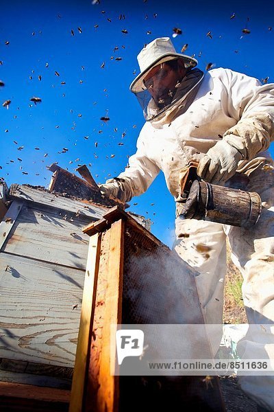 Beekeepers working. Colmenar  Axarquia  Malaga  Andalucia  Spain.