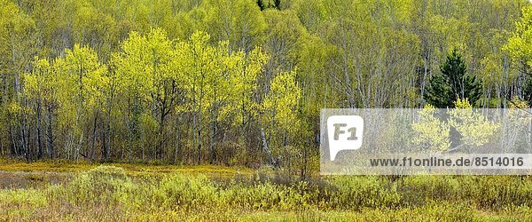 Espe Populus tremula Ecke Ecken Hügel Wiese Birke Fichte Greater Sudbury Kanada auftauchen Ontario
