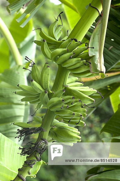 Banana tree in plantation  Cuba