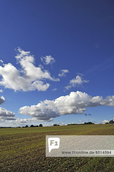Acker mit aufkeimendem Weizen  Wolkenhimmel  Cumulus-Wolken  Mecklenburg-Vorpommern  Deutschland