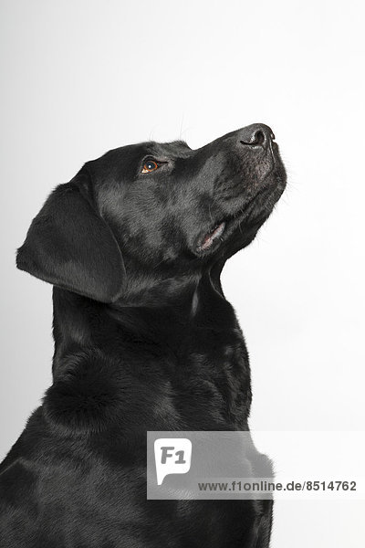 Schwarzer Labrador Retriever  Rüde  Porträt