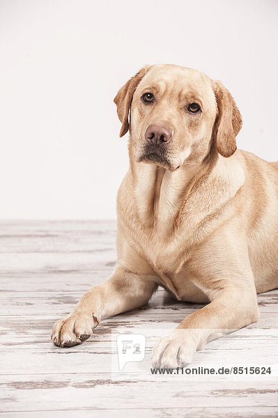 Liegender Labrador Retriever