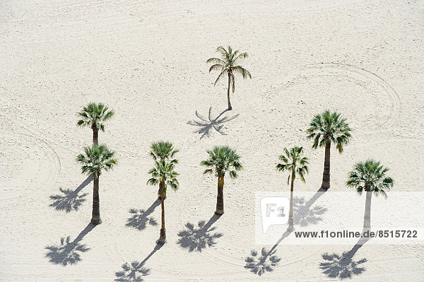 Palmen am Strand  Playa de las Teresitas  Santa Cruz  Teneriffa  Kanarische Inseln  Spanien