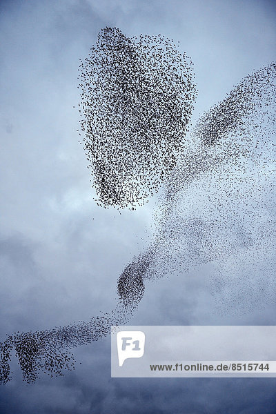 Starlings (Sturnus vulgaris)  a murmuration  large flock in the sky prior to going down to roost  Gretna  Scotland  United Kingdom