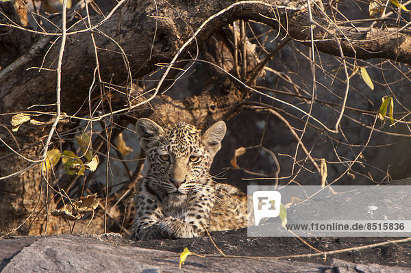 Junger Leopard (Panthera pardus)  Savute  Chobe-Nationalpark  Botswana