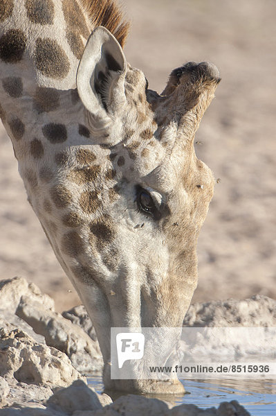 Eine Giraffe (Giraffa camelopardalis) trinkt an einem Wasserloch  Kgalagadi-Transfrontier-Nationalpark  Nordkap  Republik Südafrik