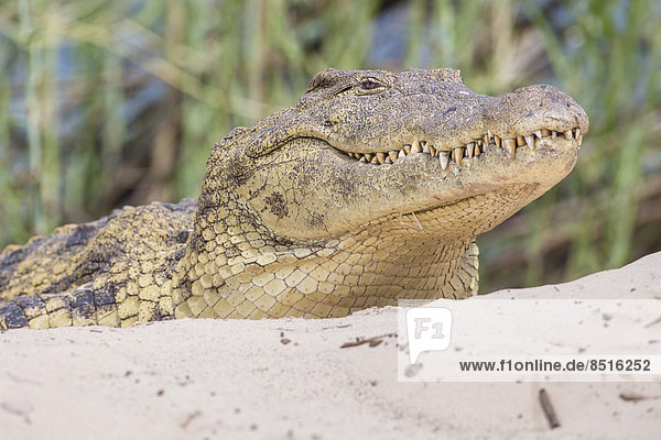 Nilkrokodil (Crocodylus niloticus) am Sambesi  im südlichen Sambia