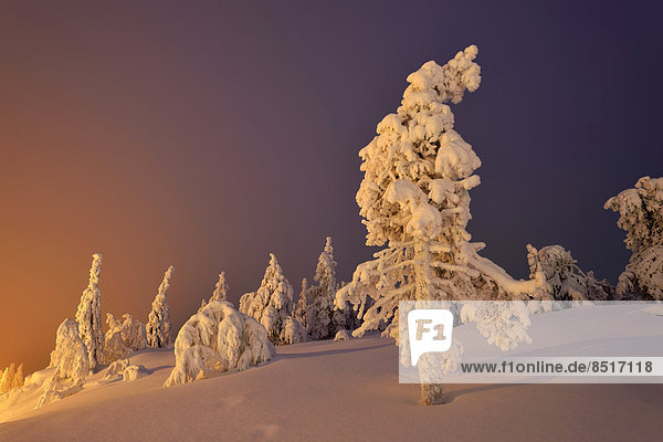 Bäume in tief verschneiter Winterlandschaft  Iso Syöte  Lappland  Finnland