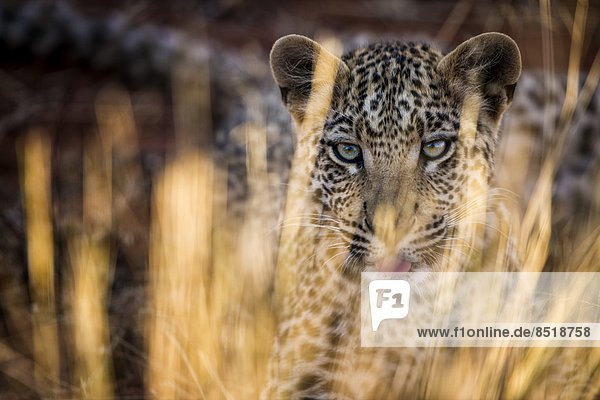 Leopard  Namibia