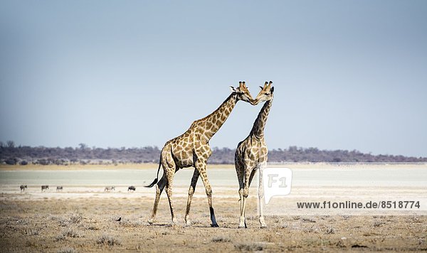 Namibia  Giraffe  Giraffa camelopardalis