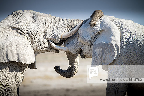 Elefant  Namibia