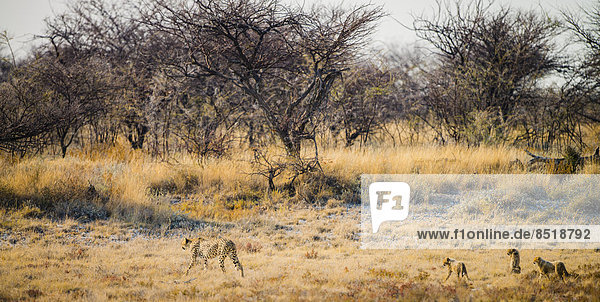 Namibia  Gepard  Acinonyx jubatus