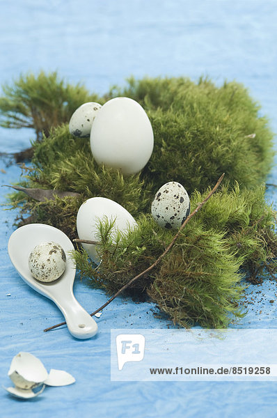 Goose eggs and quail eggs on moss