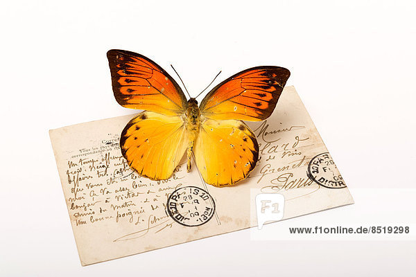 Oranger Schmetterling auf Postkarte