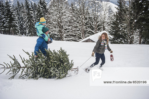 Austria  Salzburg Country  Altenmarkt-Zauchensee  Family walking in snow  carrying Christmas tree