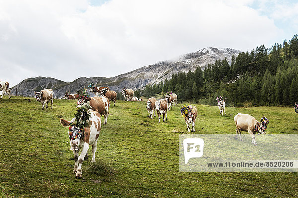 Österreich,  Salzburger Land,  Altenmarkt-Zauchensee,  Abtransport der Rinder von der Alm