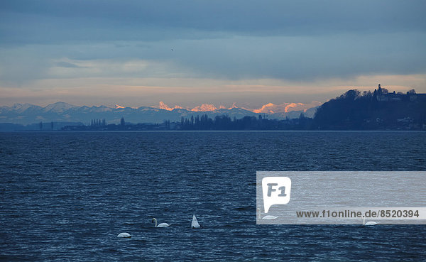 Germany  Lake Constance and swans  Alps in the background  in the eßening