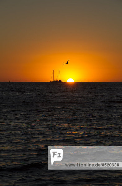 Australien  Westaustralien  Perth  Segelboot und Möwe bei Sonnenuntergang auf dem Meer