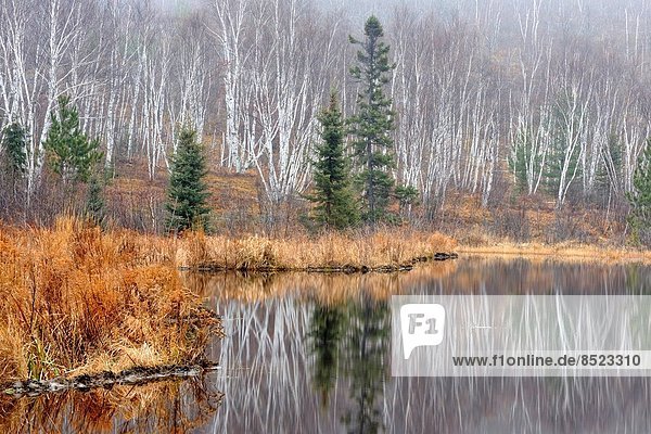 Reflections in a beaverpond in late autumn  Greater Sudbury   Ontario  Canada.