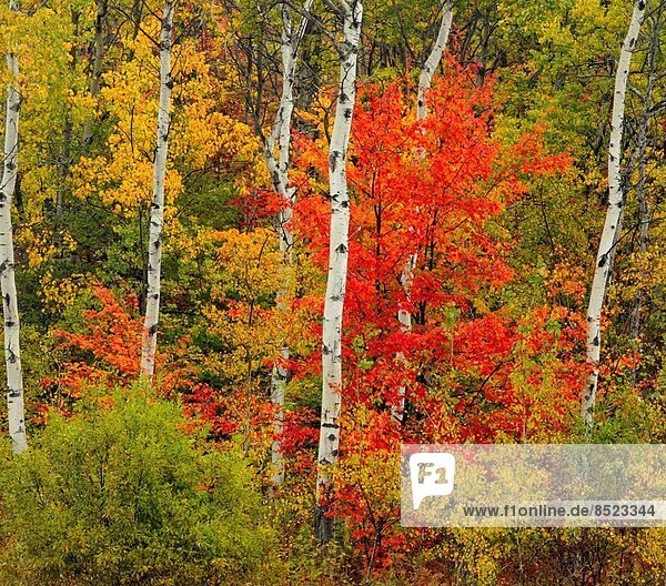 Red maple and birch trees  Greater Sudbury (Lively)  Ontario  Canada.