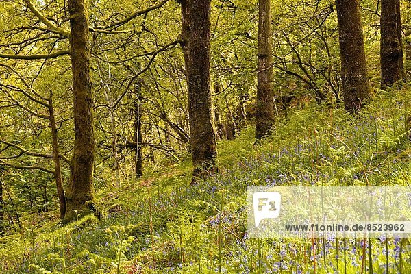 Nationalpark Großbritannien See Holz Hasenglöckchen Endymion nonscriptus Ortsteil England