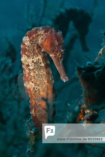 Seepferdchen (Hippocampus fuscus)  Golf von Oman  Oman
