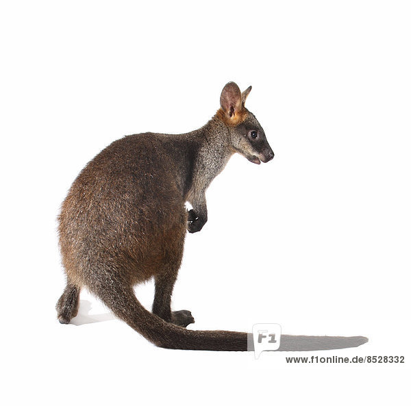 Swamp Wallaby (Wallabia bicolor)