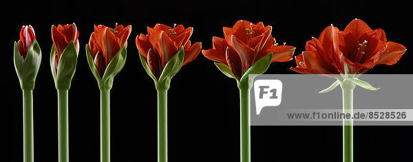 Amaryllis  Blüten in unterschiedlichen Wachstumsphasen von der Knospe bis zur geöffneten Blüte