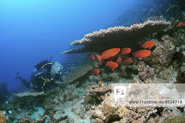 Taucher mit Riff-Großaugenbarschen (Priacanthus hamrur)  Rotes Meer  Ägypten