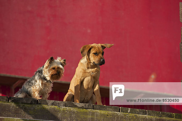 Yorkshire Terrier und Mischlingswelpe sitzen vor einer roten Wand  Schleswig-Holstein  Deutschland