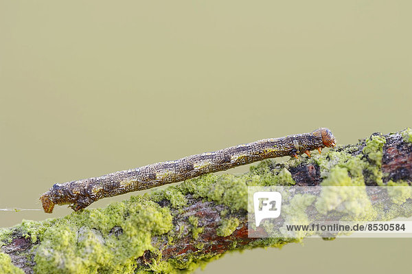 Raupe Orangegelber Breitflügelspanner (Agriopis aurantiaria) Gelderland Niederlande