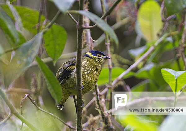 Schuppen-Schmuckvogel (Ampelioides tschudii)  Choco  Ecuador