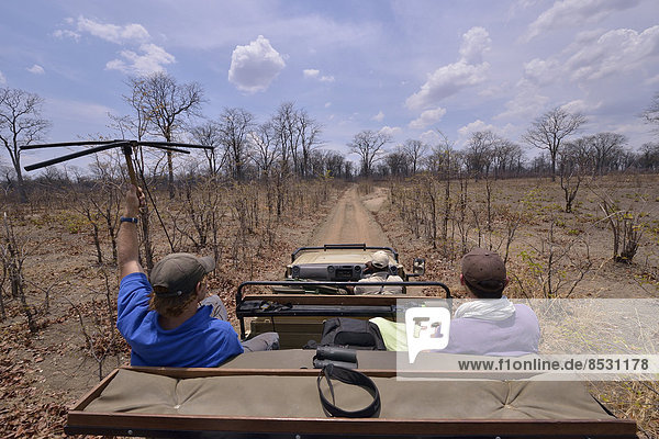 Using telemetry devices to track big cats  Nsefu Sector  South Luangwa National Park  Zambia