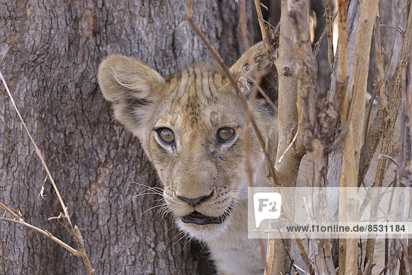 Junger Löwe (Panthera leo) in einem Busch  Nsefu-Sektor  Südluangwa-Nationalpark  Sambia