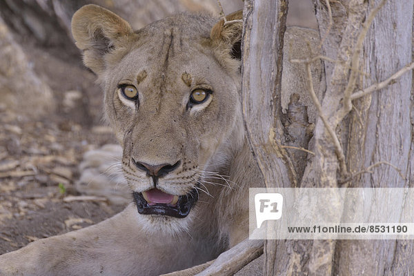 Löwin (Panthera leo)  Nsefu-Sektor  Südluangwa-Nationalpark  Sambia