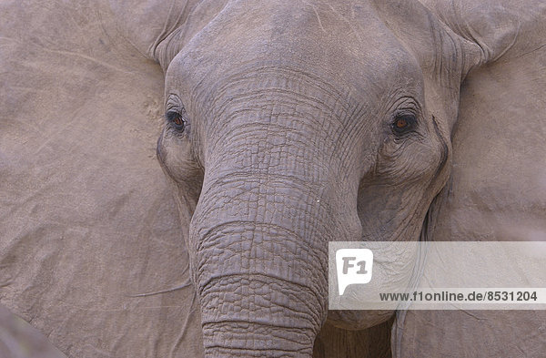 Elefant (Loxodonta africana)  Porträt  Südluangwa-Nationalpark  Sambia