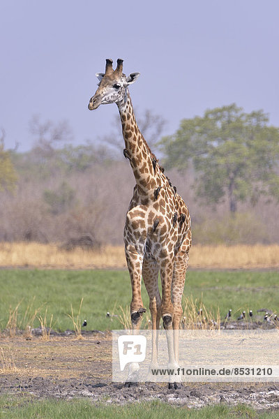 Thornicroft-Giraffe (Giraffa camelopardalis thornicrofti)  Südluangwa-Nationalpark  Sambia
