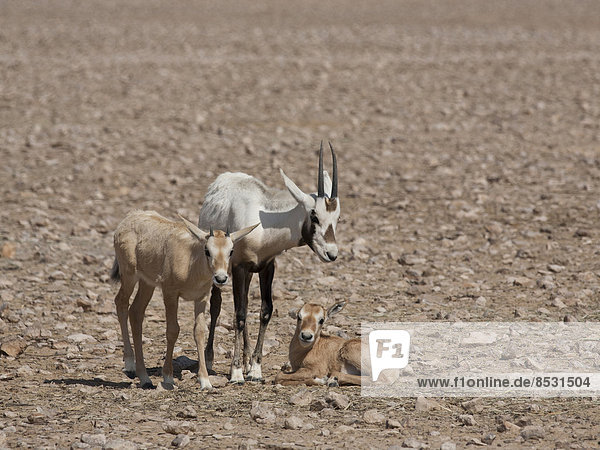 Arabische Oryx (Oryx leucoryx) mit Jungtieren  Oman