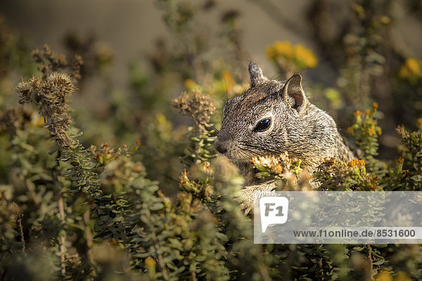 California Ground Squirrel (Otospermophilus beecheyi)  Kalifornien  USA