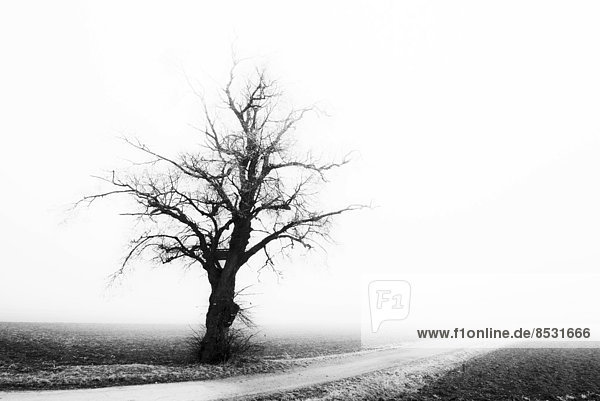 Einzelner Baum am Waldrand im Nebel  Mindelheim  Bayern  Deutschland