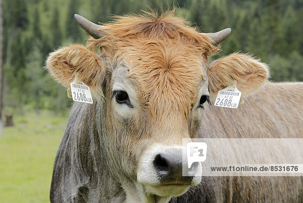 Allgäuer Kuh auf der Weide  Mindelheim  Bayern  Deutschland