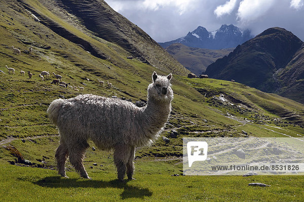 White Llama in the Andes Ollantaytambo near Cusco Peru