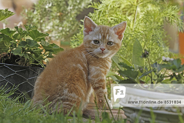 American Wirehair Katze im Garten