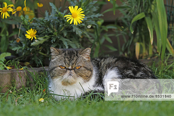 Exotic Shorthair Katze im Garten liegend